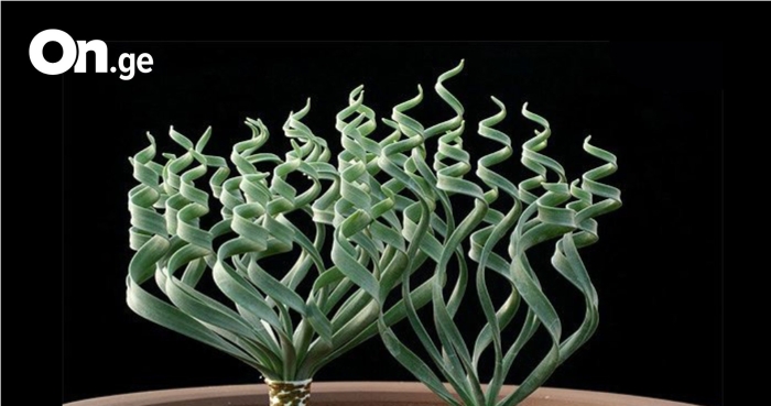 Крассула трахиандра