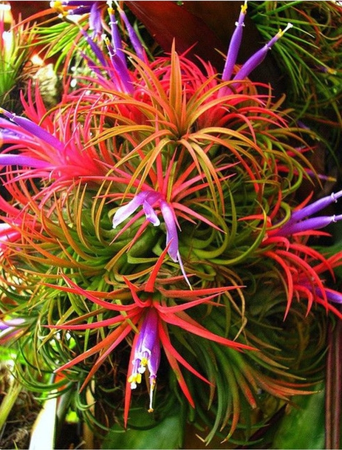 Тилландсия ionantha