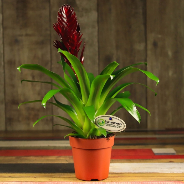 Бромелиевые комнатные растения