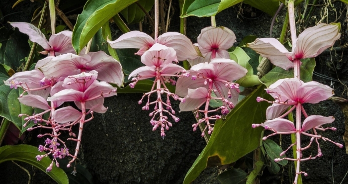 Цветок мединилла