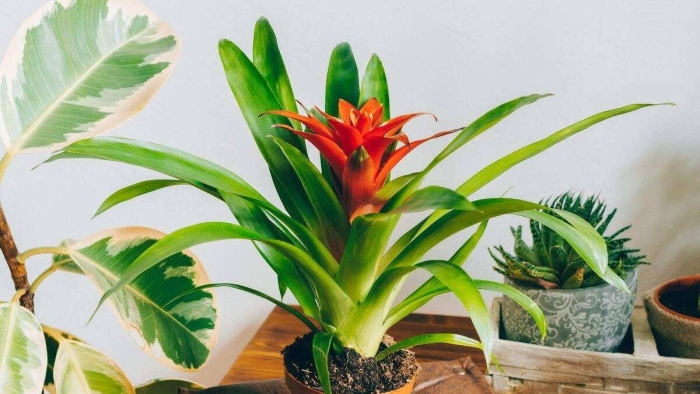 Гузмания фиеро оранж