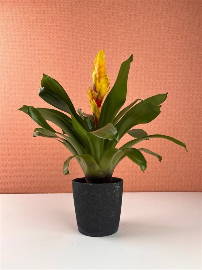 Вриезия желтая