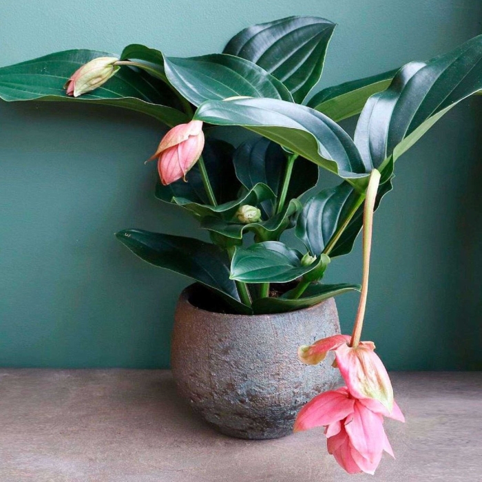 Мединилла уход в домашних условиях