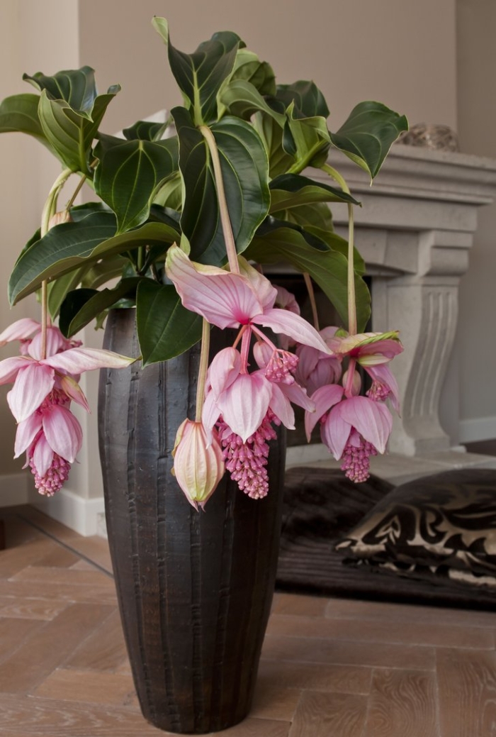 Medinilla magnifica