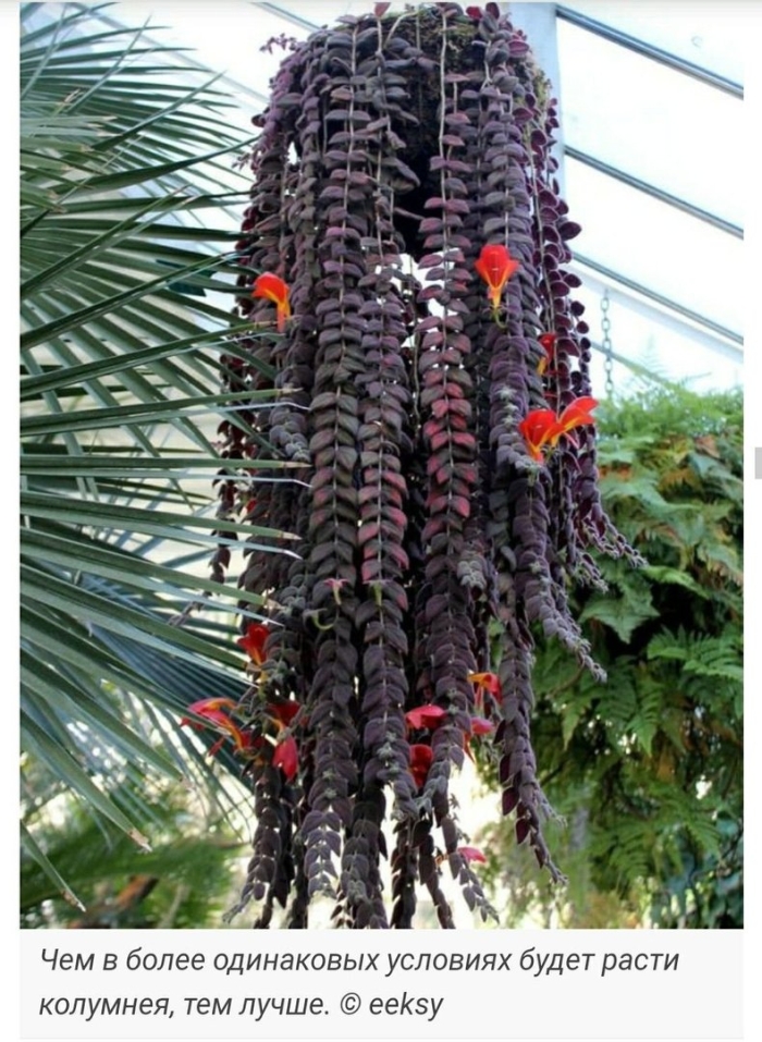 Колумнея глориоза