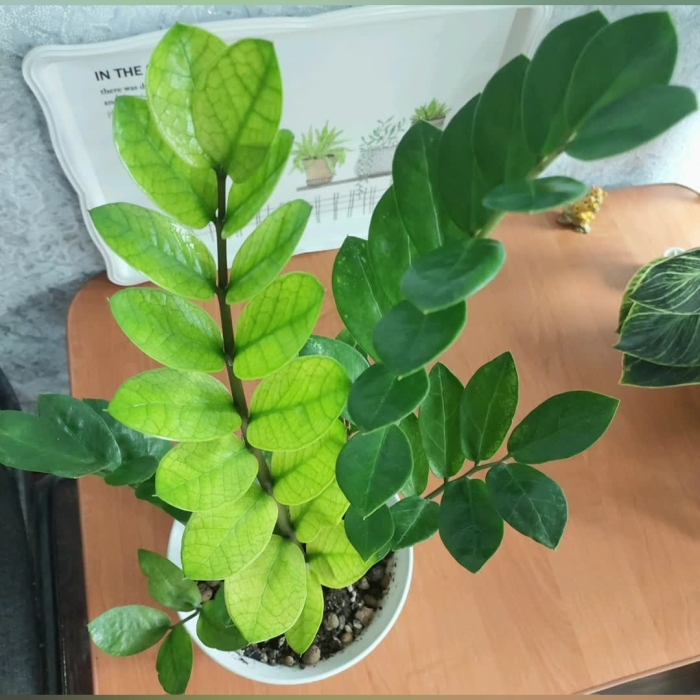 Замиокулькас вариегатный акебоно