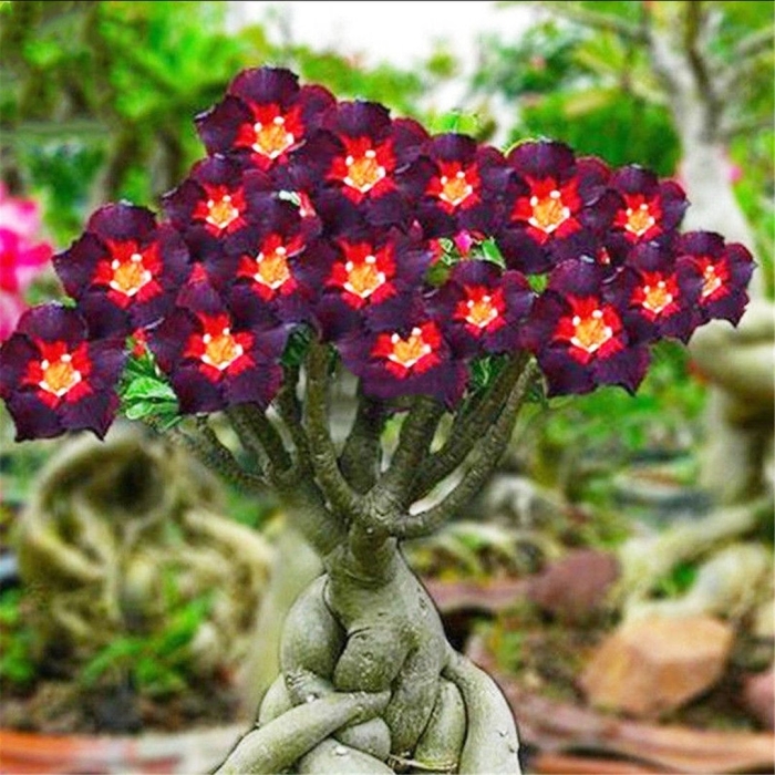 Адениум пустынная роза