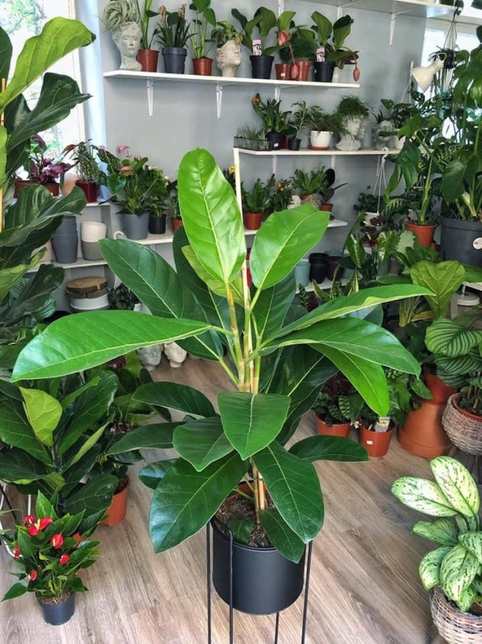 Фикус бенгальский рой