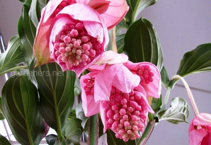 Мединилла великолепная