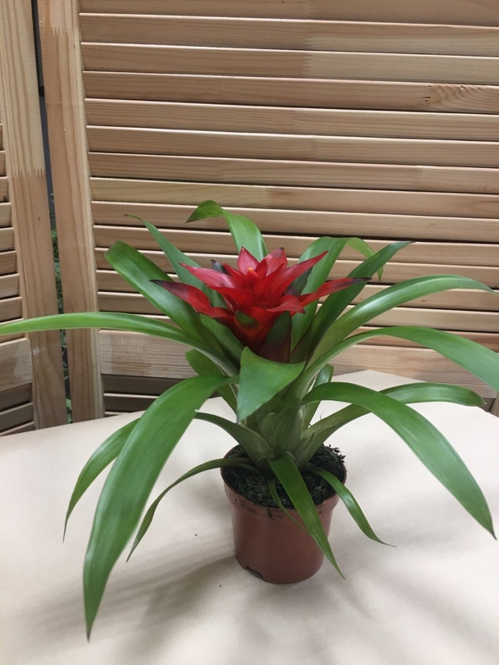 Гузмания блиц