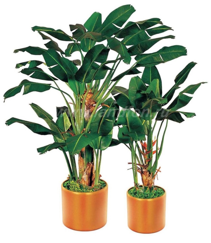 Стрелиция николаи