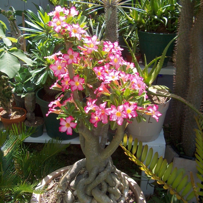 Адениум суккулент