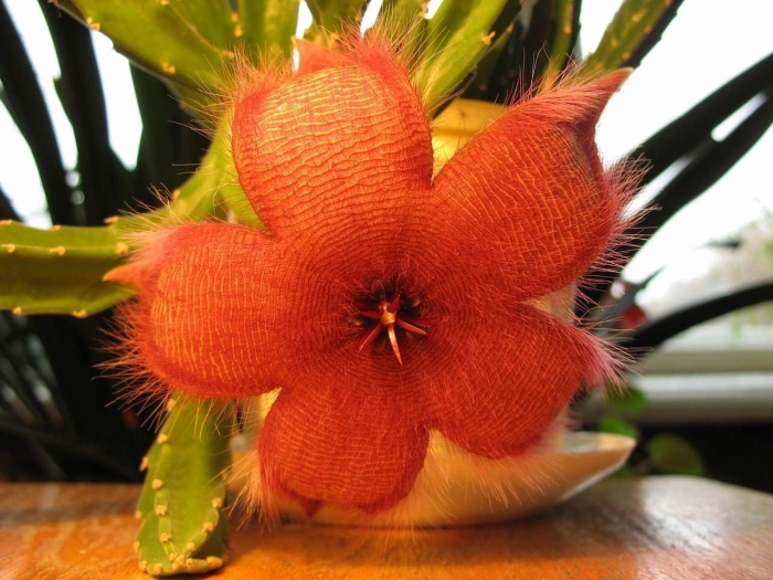 Стапелия грандифлора