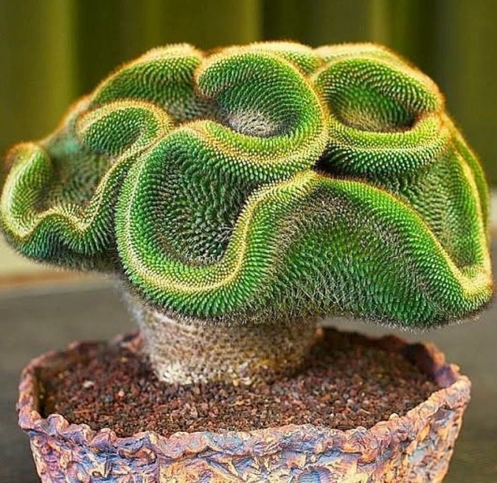 Необычные кактусы