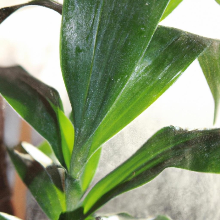 Каллизия душистая золотой ус