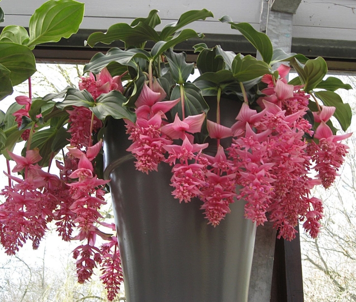 Цветок мединилла магнифика