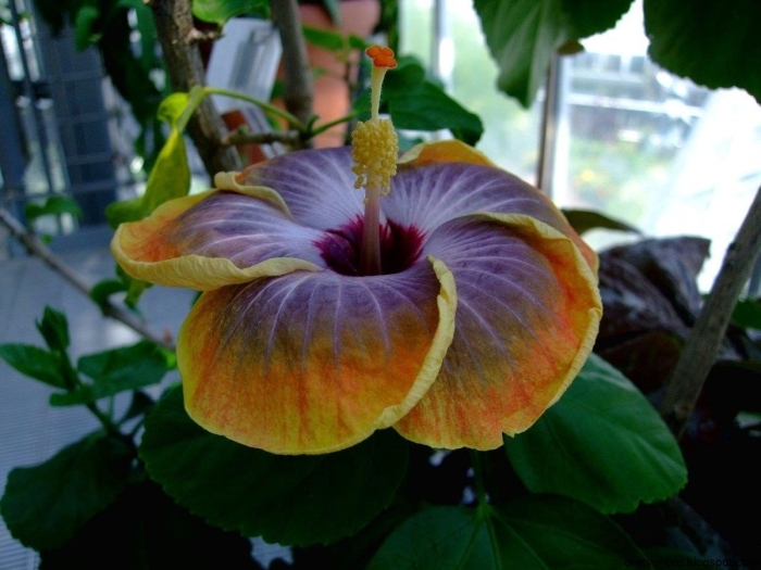 Гибискус большой