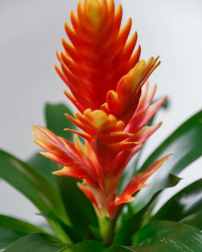 Комнатный цветок бромелия