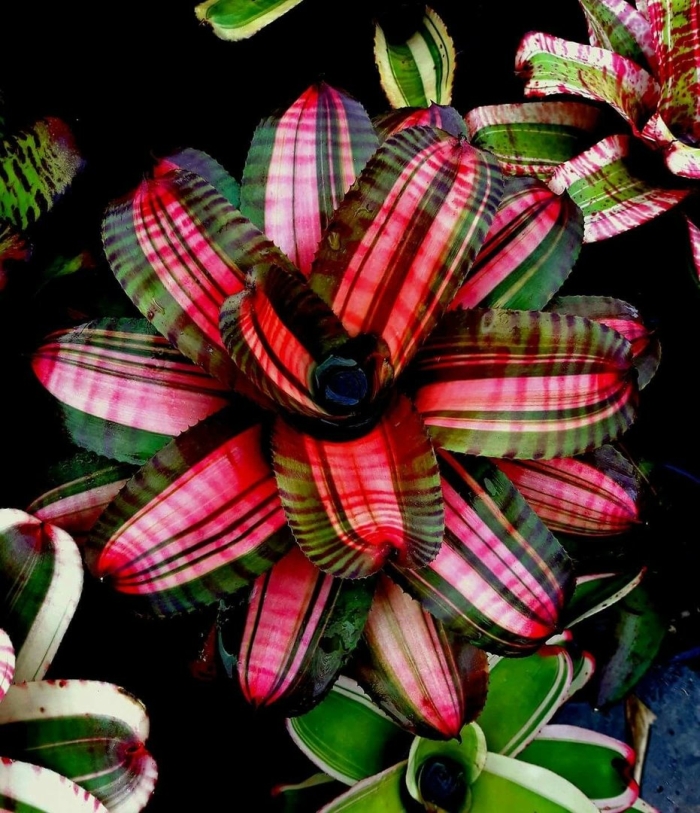 Неорегелия каролины