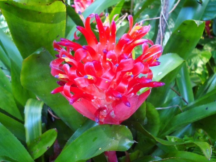 Бильбергия цветок