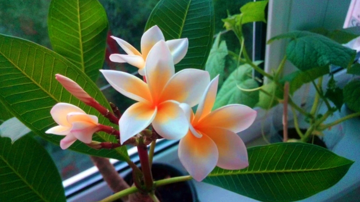 Плюмерия франжипани