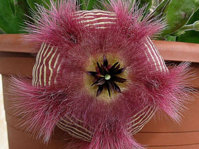 Stapelia hirsuta