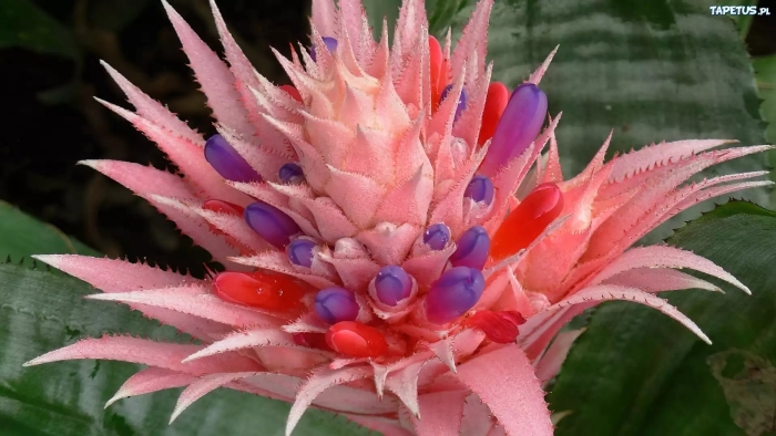 Цветок эхмея