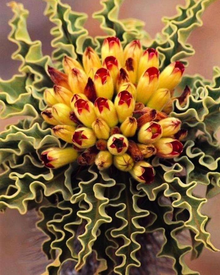 Суккулент exotica