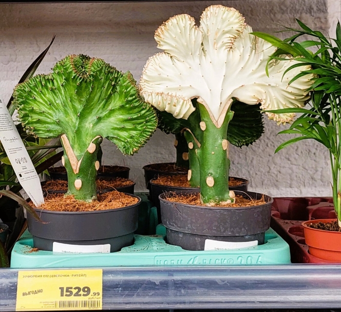 Эуфорбия лактея кристата