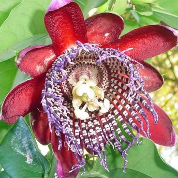 Пассифлора alata