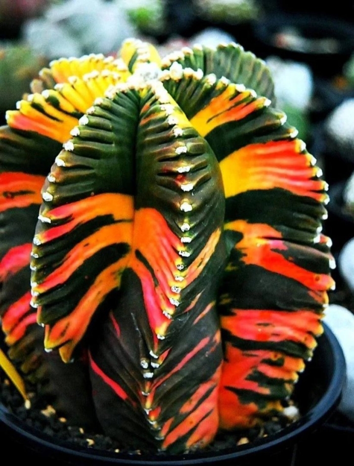 Суккулент кактус