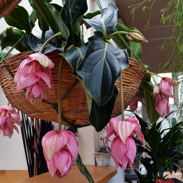 Мединилла цветок