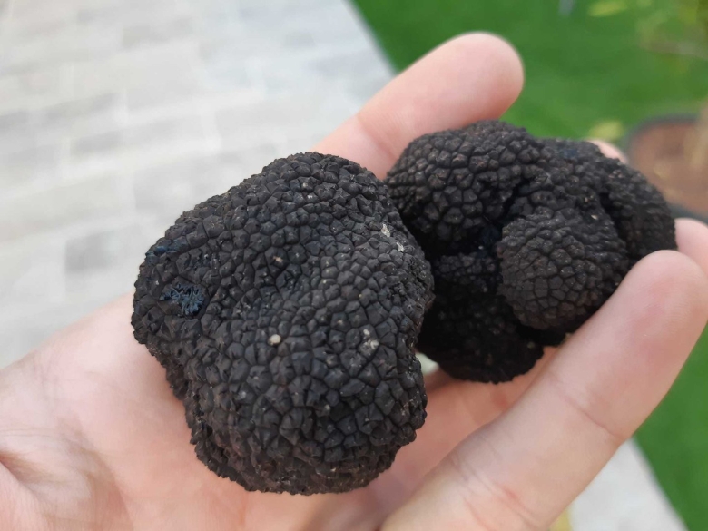 Трюфель летний русский черный трюфель