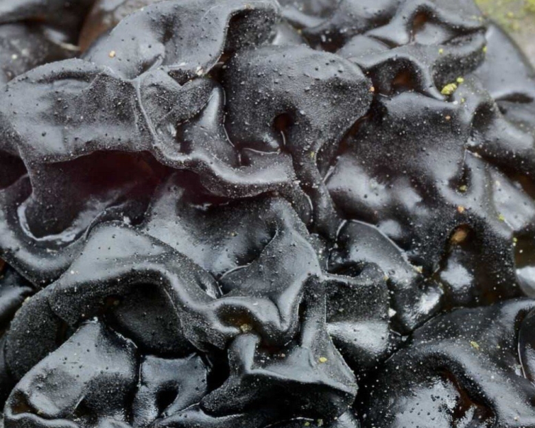 Дрожалка мозговая гриб