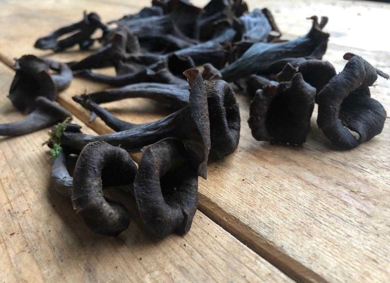 Вороночник рожковидный