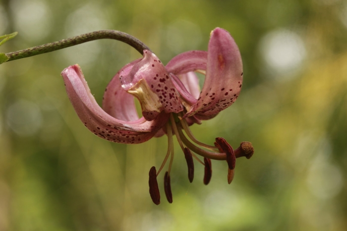 Пурпл морнинг лилия мартагон