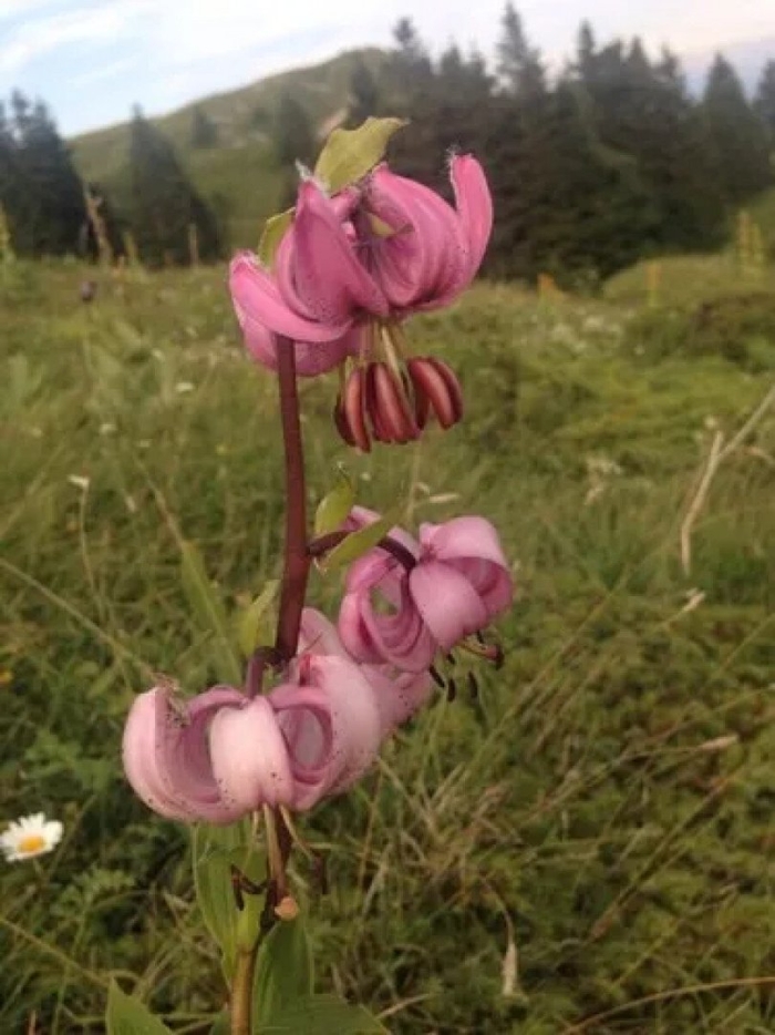 Мартагон весной