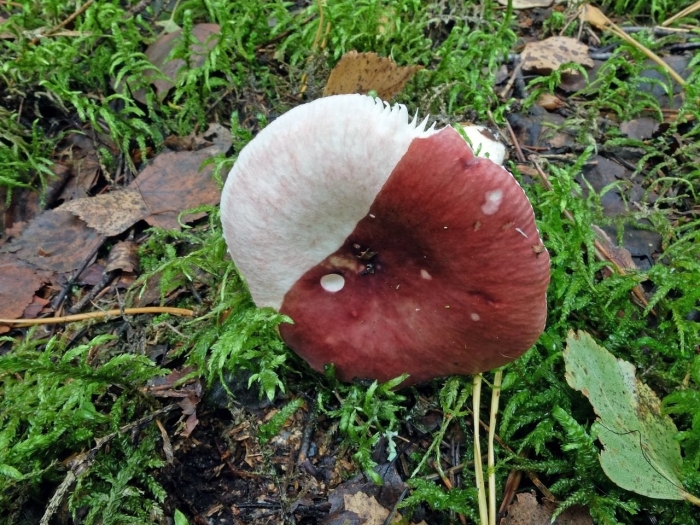 Сыроежка розовая