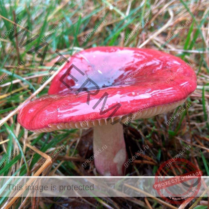 Сыроежка красная