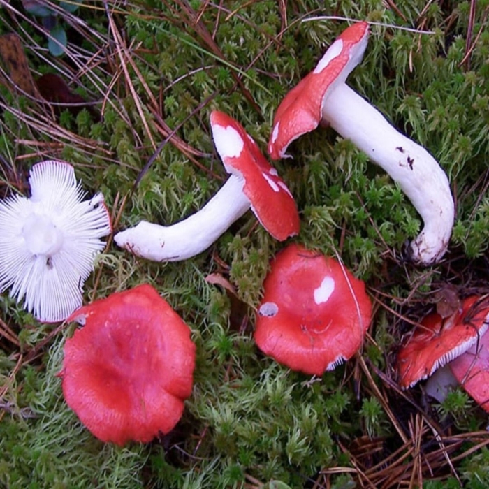 Сыроежка жгучеедкая (russula emetica)