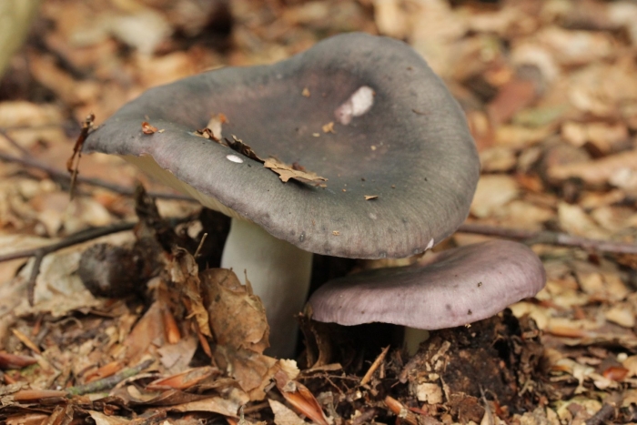 Серая сыроежка