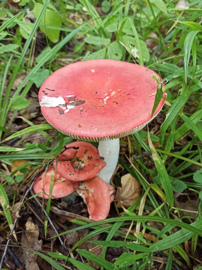 Сыроежка красивая