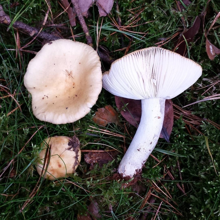 Сыроежка белая гриб