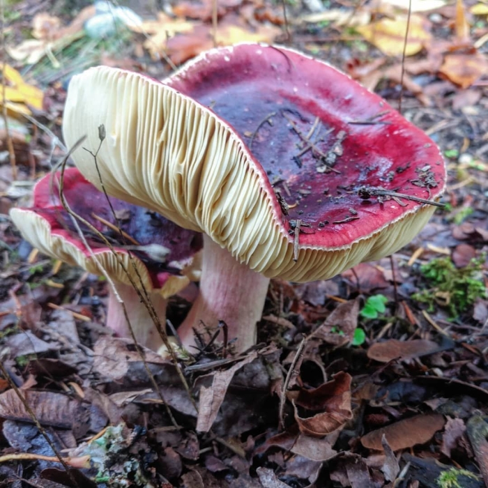 Сыроежка жгучеедкая съедобная