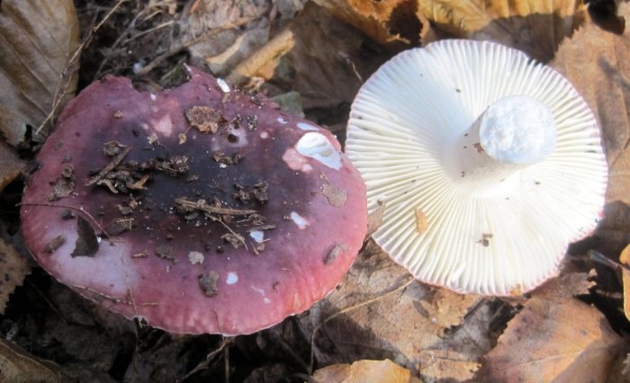 Russula fragilis