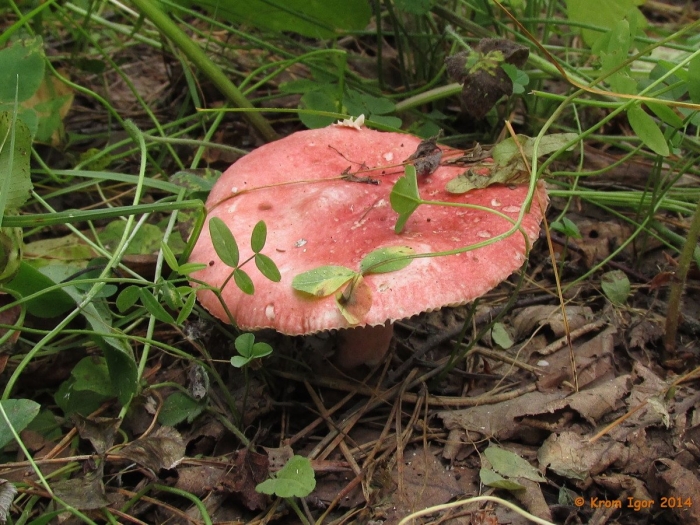 Сыроежка кроваво красная