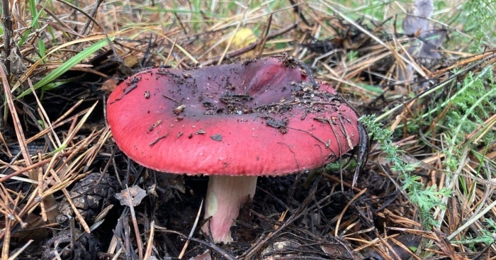 Сыроежка сереющая