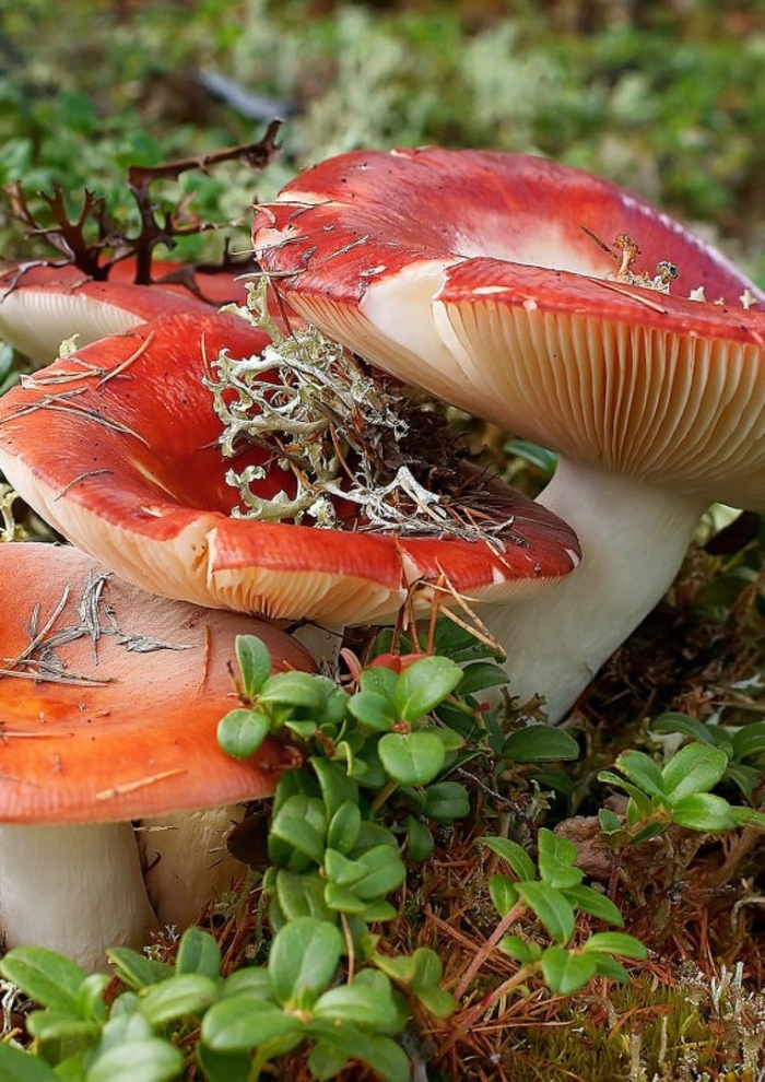 Сыроежка гриб