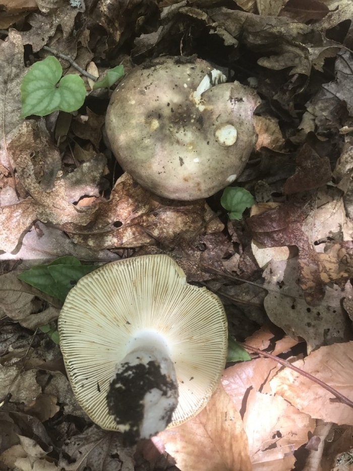 Russula cyanoxantha