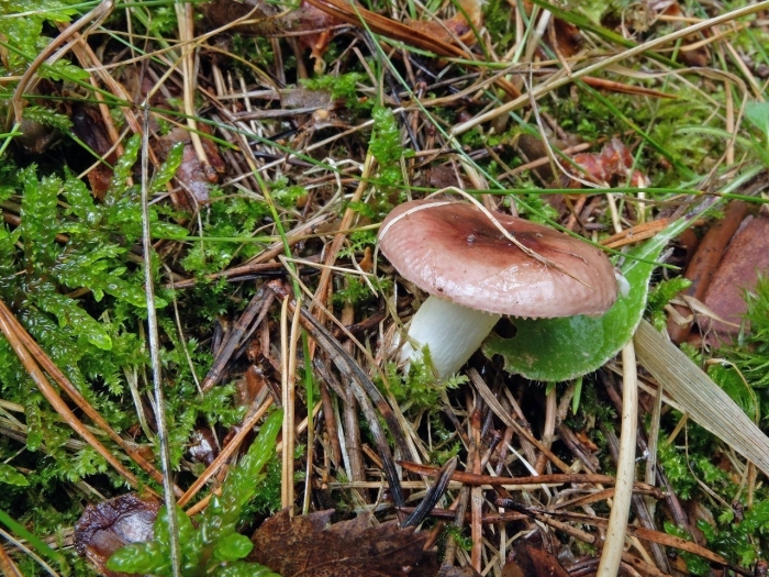 Грибы солоновики